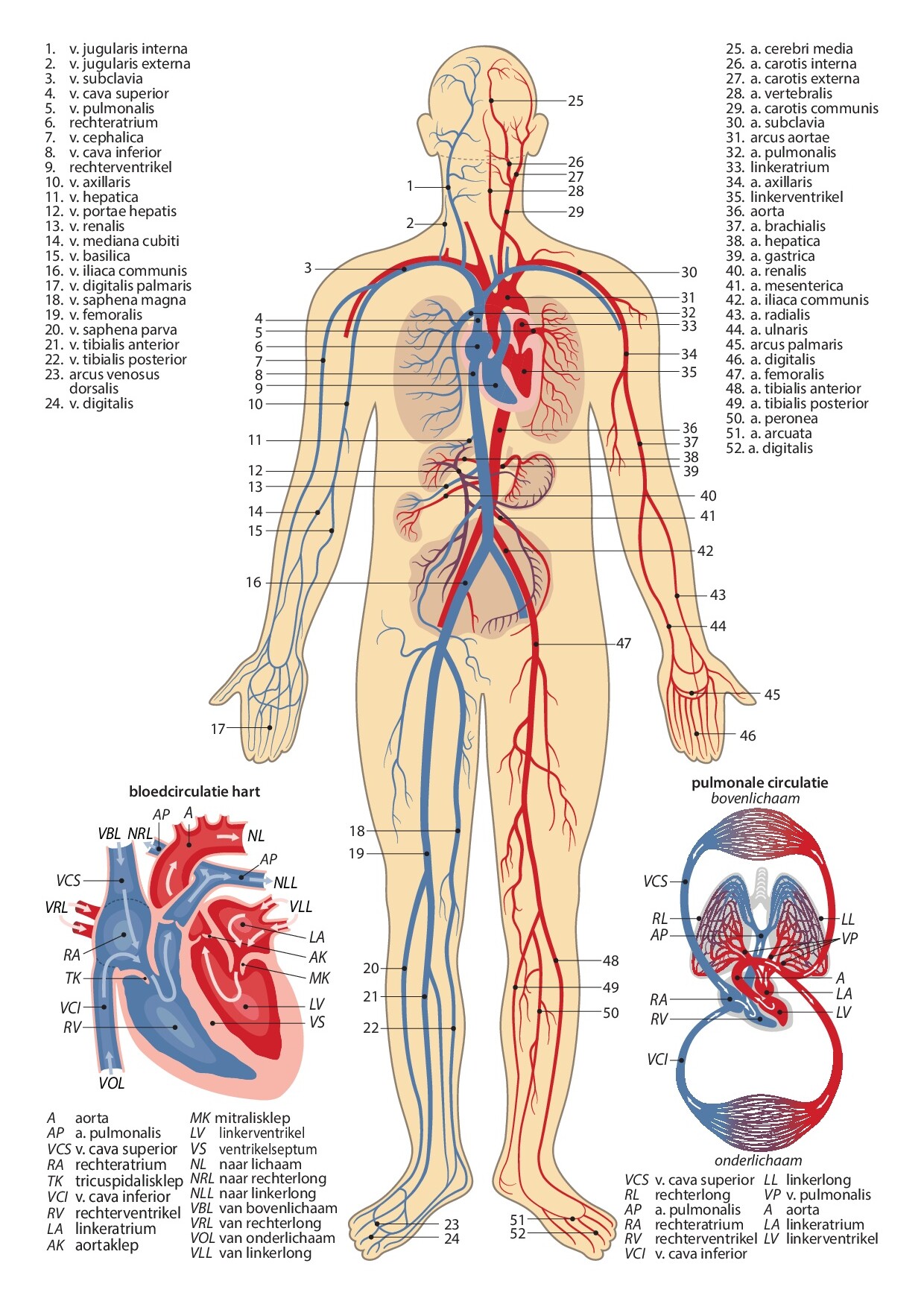 Voorbeeld van pagina 3 van Anatomie