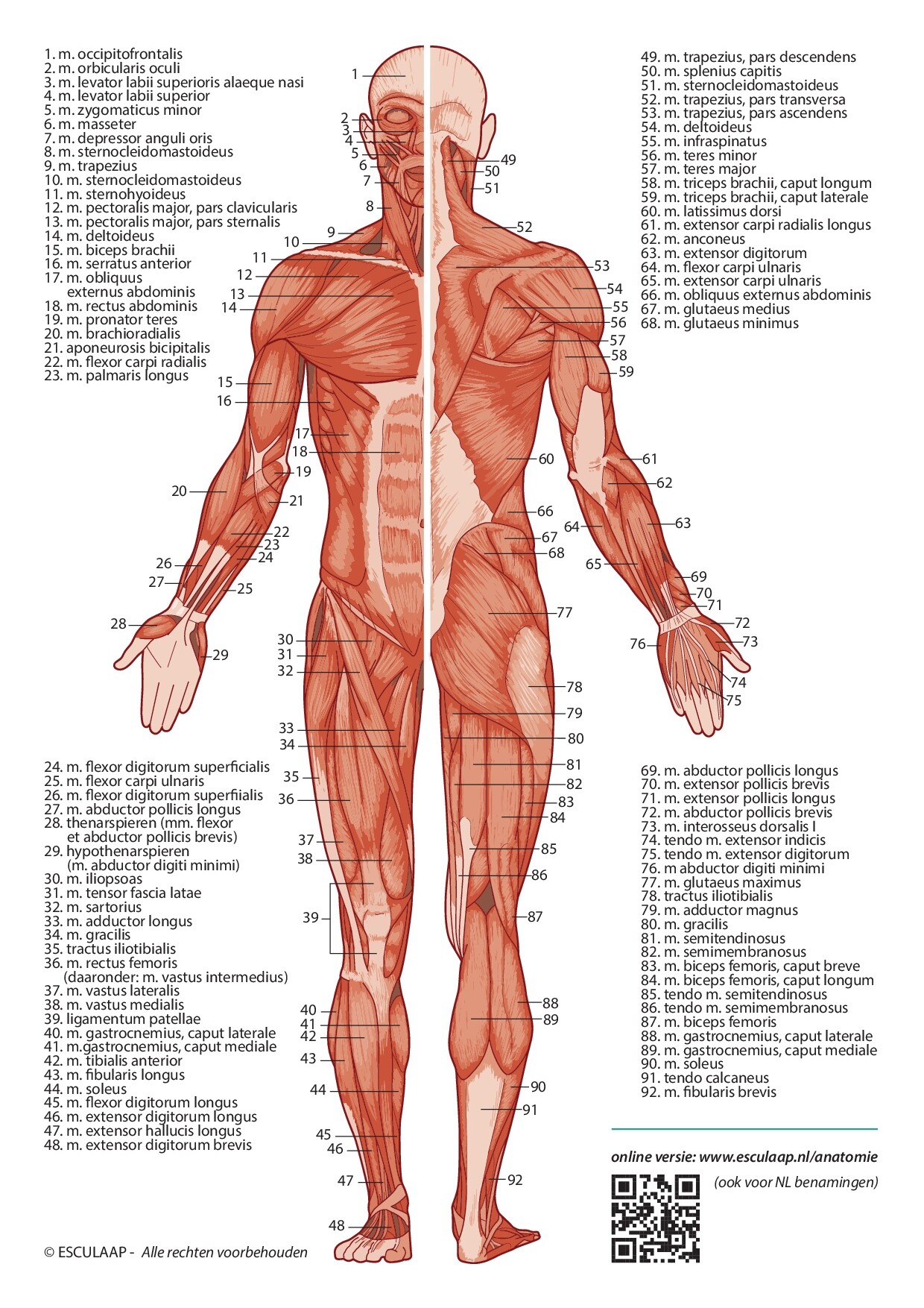 Voorbeeld van pagina 4 van Anatomie